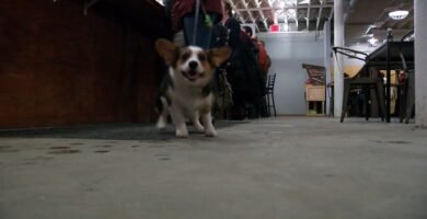 Restaurantes pet-friendly en Minneapolis