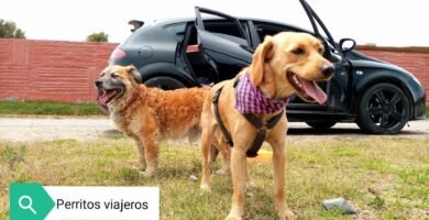 Restaurantes pet-friendly en Arequipa