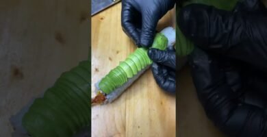 Secretos de cocina para estofar sushi