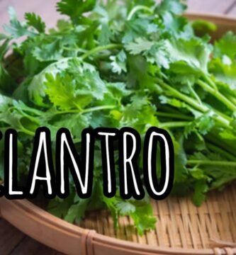 Todo lo que debes saber sobre el uso del cilantro en la cocina