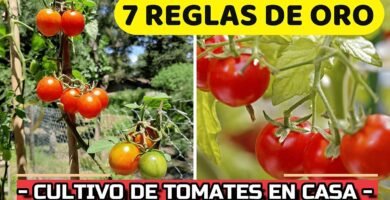 Todo sobre tomate: técnica consejos y trucos
