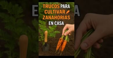 Cómo mejorar tu técnica de zanahoria en casa