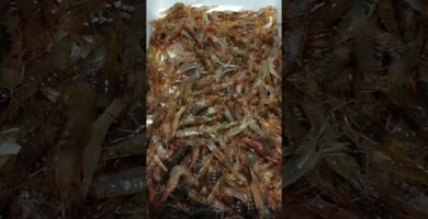 Dónde encontrar mariscos frescos en Philadelphia