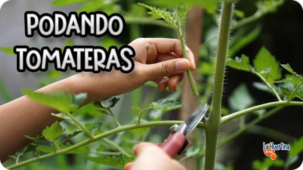 Cómo pochar tomate correctamente