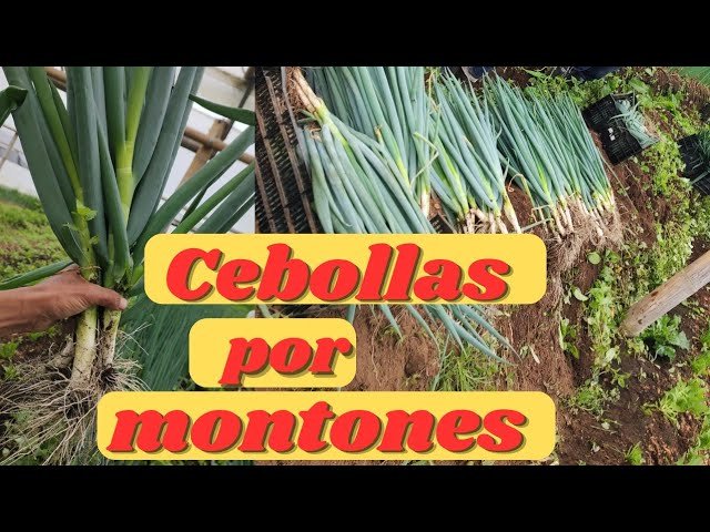 Todo sobre cebolla: técnica consejos y trucos