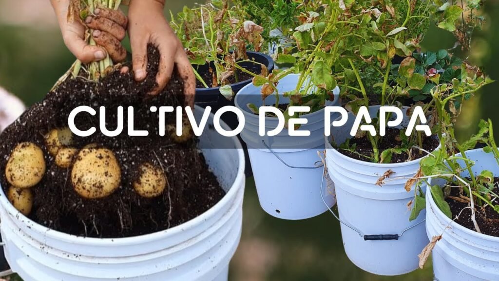 Cómo mejorar tu técnica de papas en casa