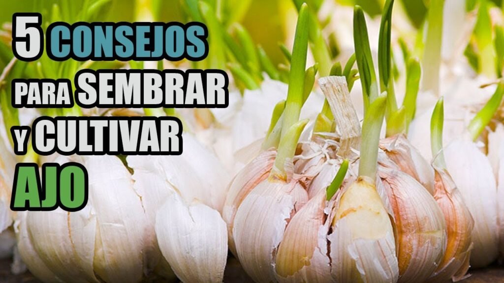 Todo sobre ajo: técnica consejos y trucos